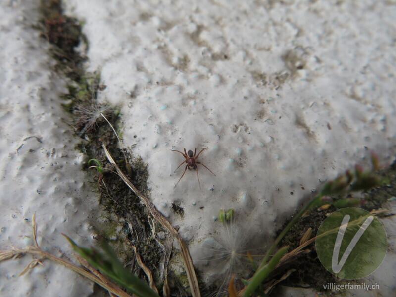 Zwergspinne (Hypomma bituberculatum): Übersicht